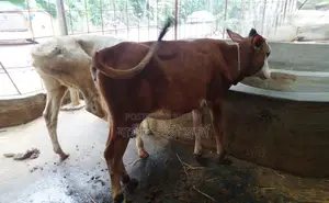১৬৫৫নং ২টি বকনা বাছুর বিক্রয় হবে ।