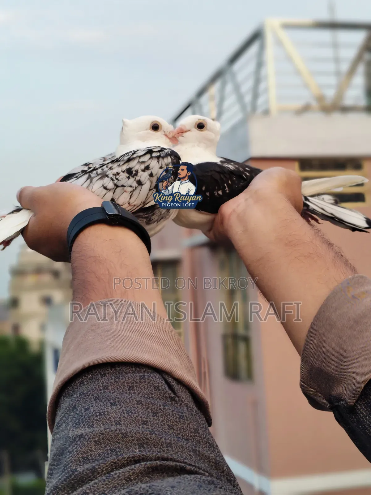 Blackless Shartin Pigeon Sell