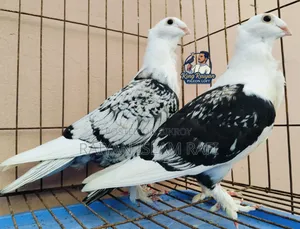 Blackless Shartin Pigeon Sell