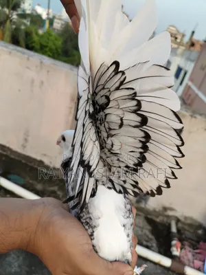 Blackless Shartin Pigeon Sell