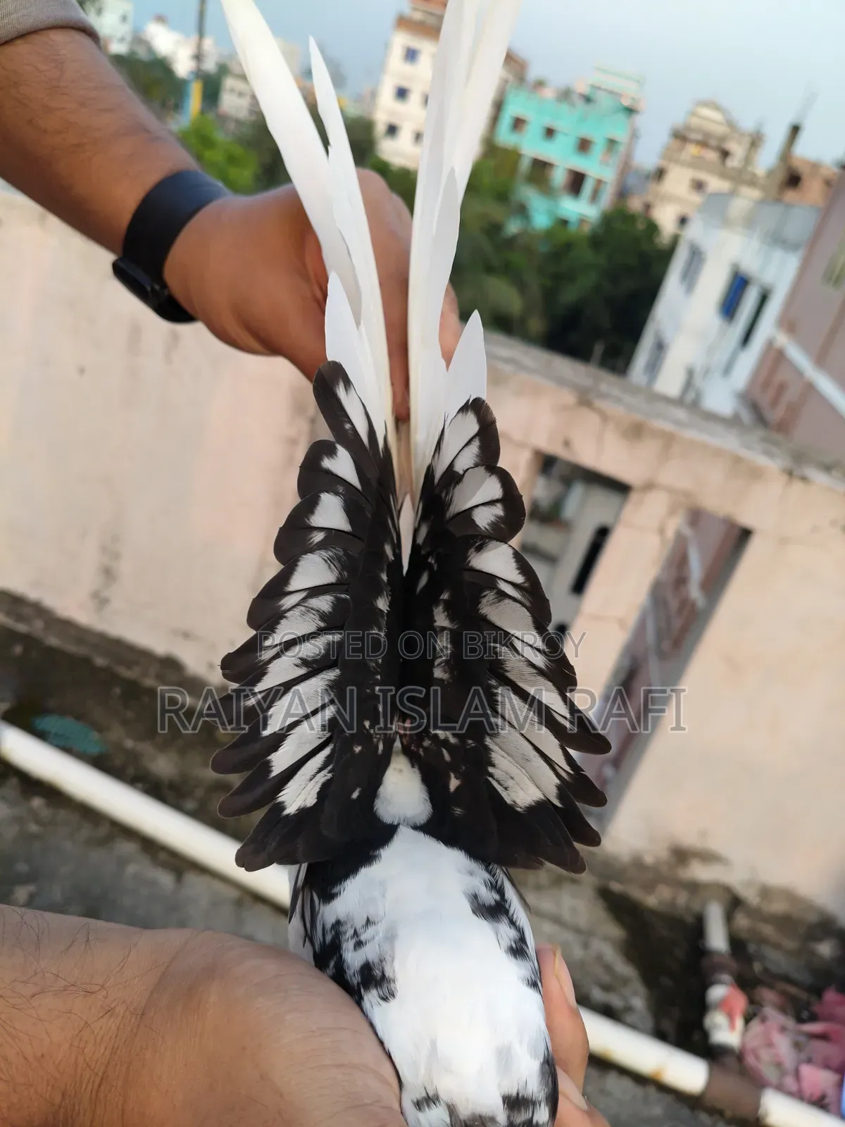 Blackless Shartin Pigeon Sell