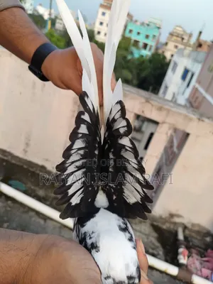 Blackless Shartin Pigeon Sell