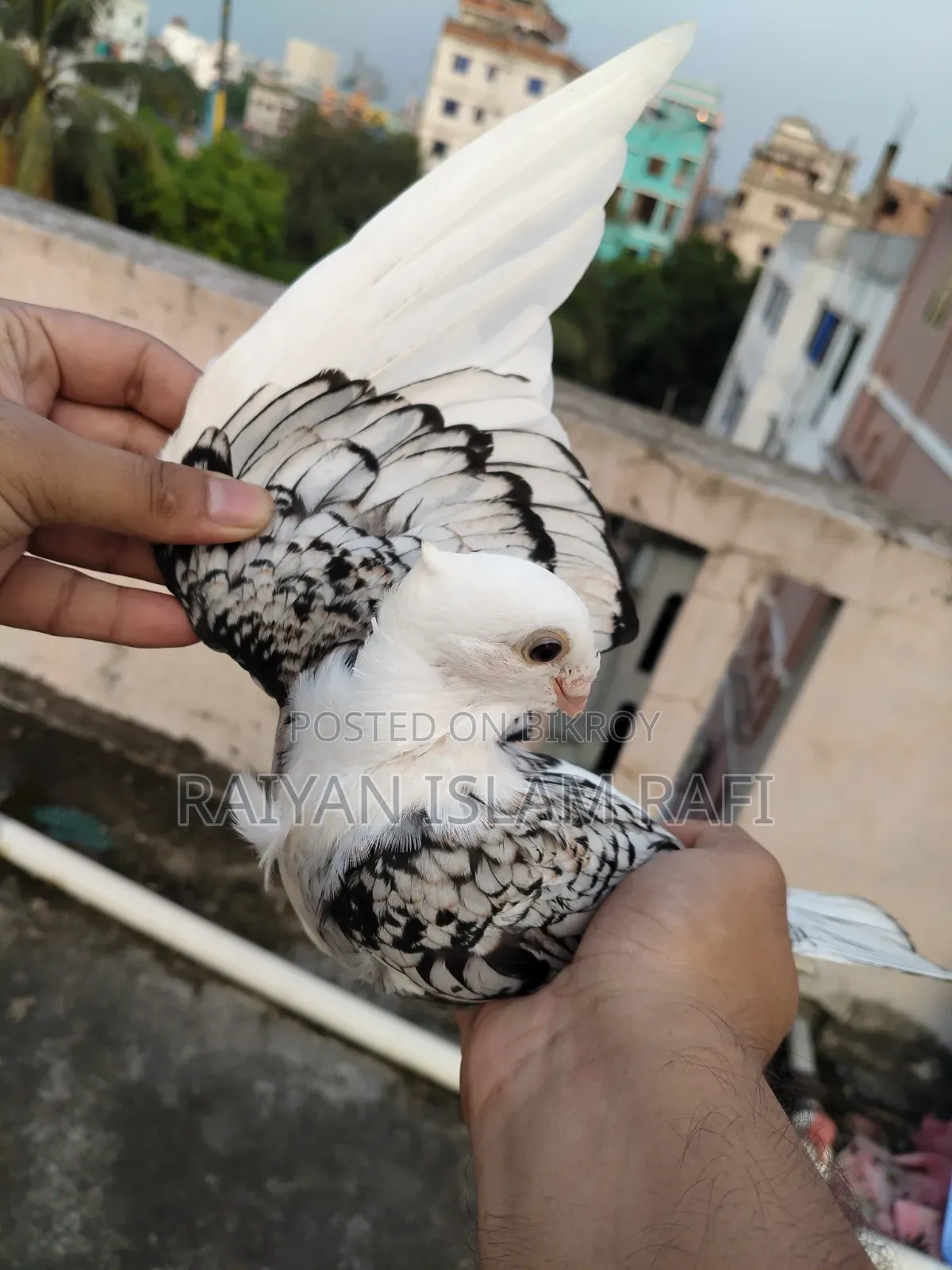 Blackless Shartin Pigeon Sell