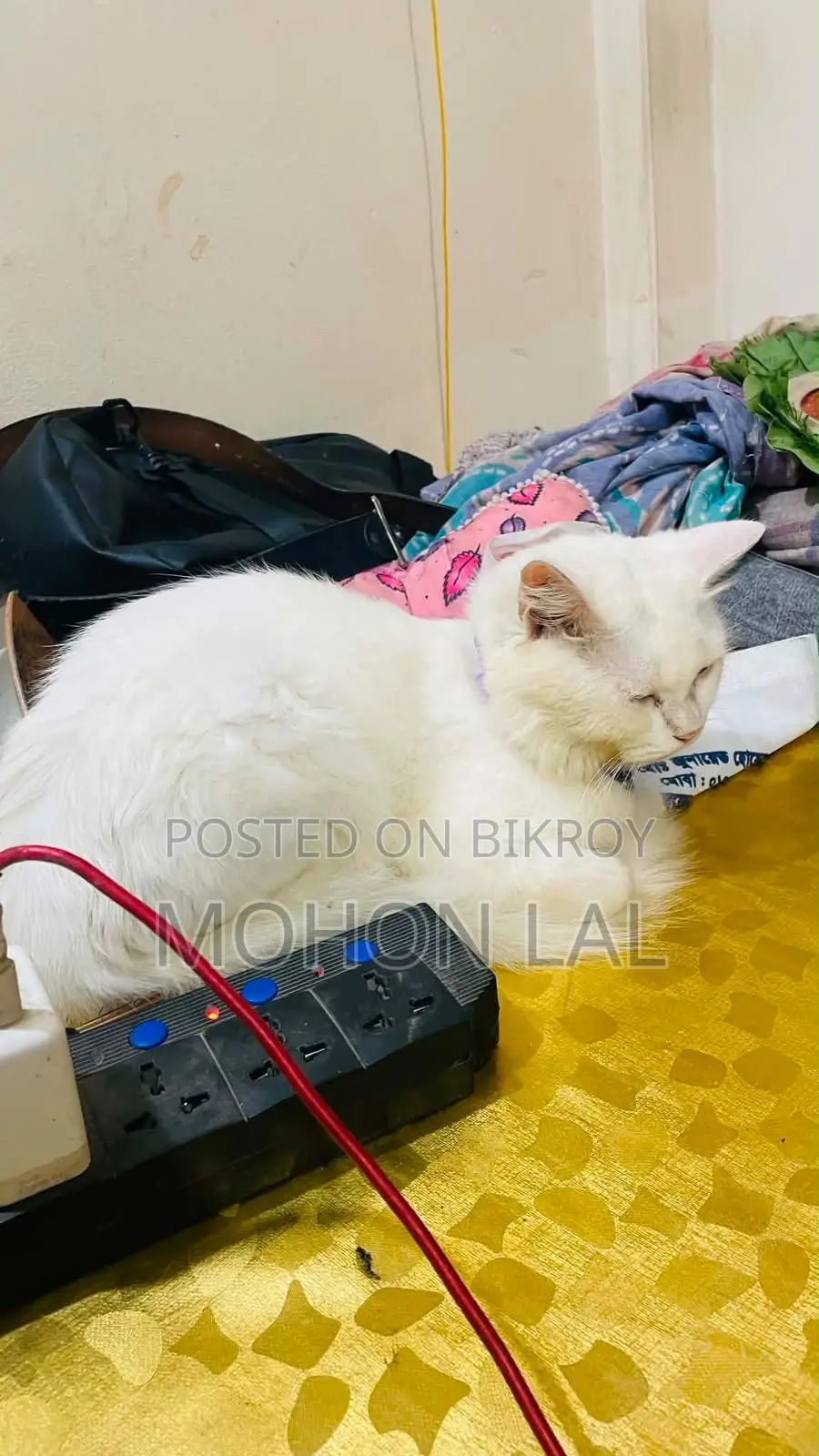 6-12 months Male Purebred Persian