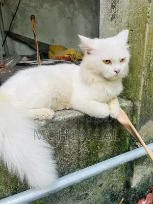 6-12 months Male Purebred Persian