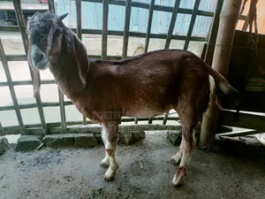Purebred Goat for Sale Due to Emergency Need of Money