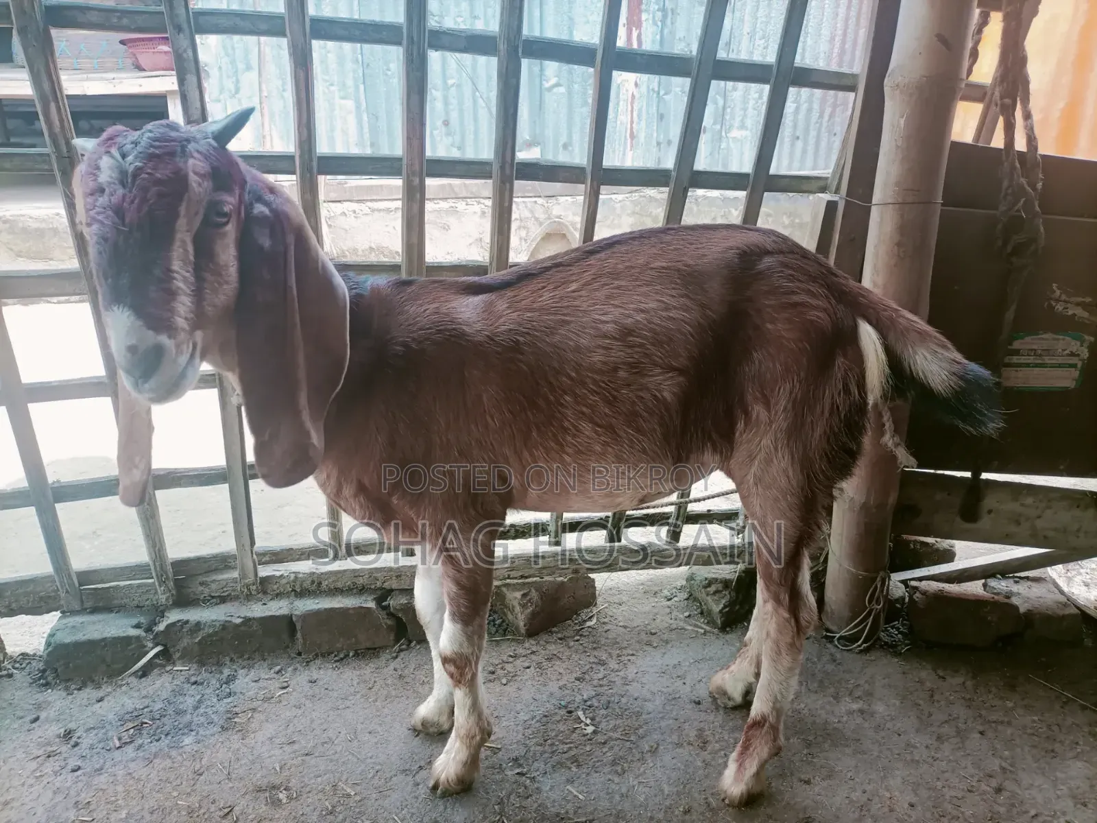 Purebred Goat for Sale Due to Emergency Need of Money