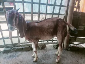 Purebred Goat for Sale Due to Emergency Need of Money