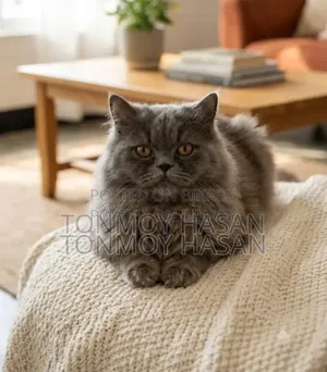 6-12 Months Male Purebred Persian
