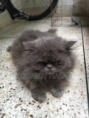 6-12 Months Male Purebred Persian