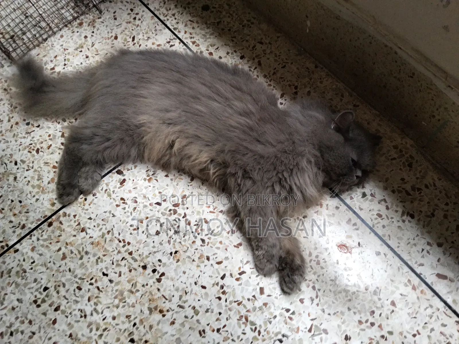 6-12 Months Male Purebred Persian