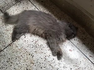 6-12 Months Male Purebred Persian