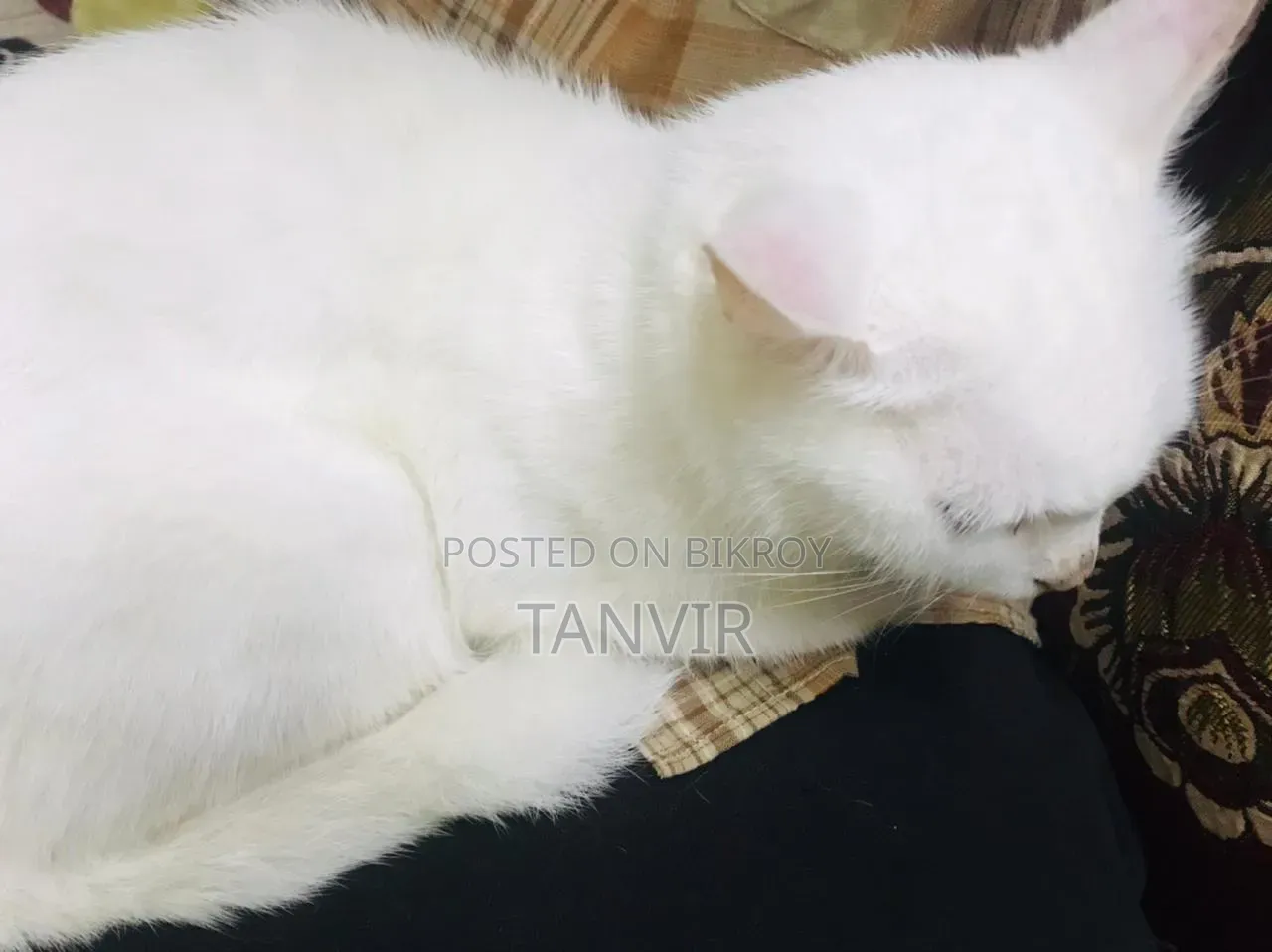 1+ Year Female Mixed Breed Persian