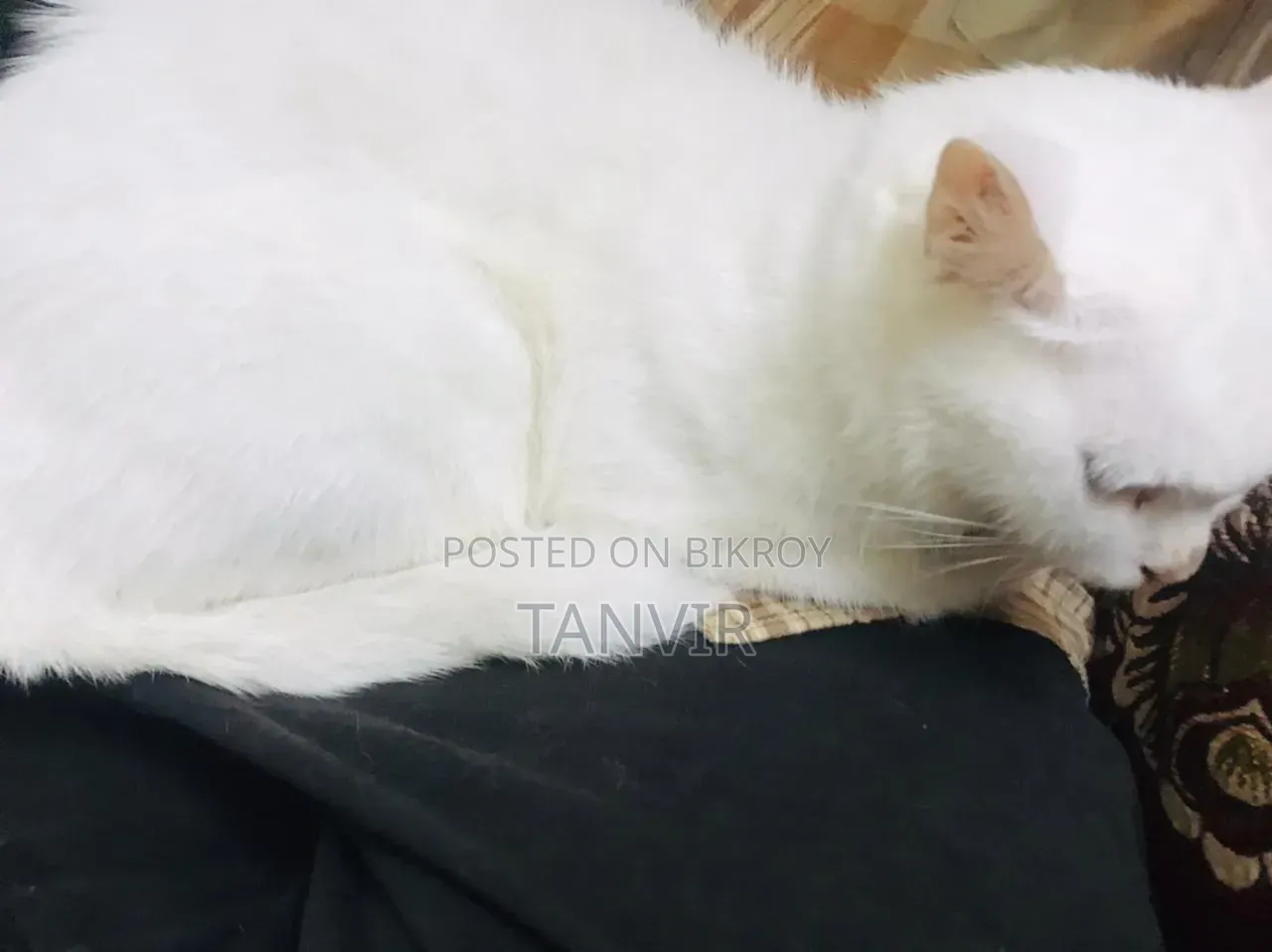 1+ Year Female Mixed Breed Persian