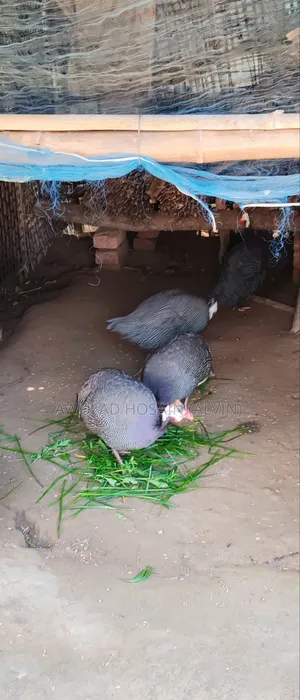 Guinea Fowl