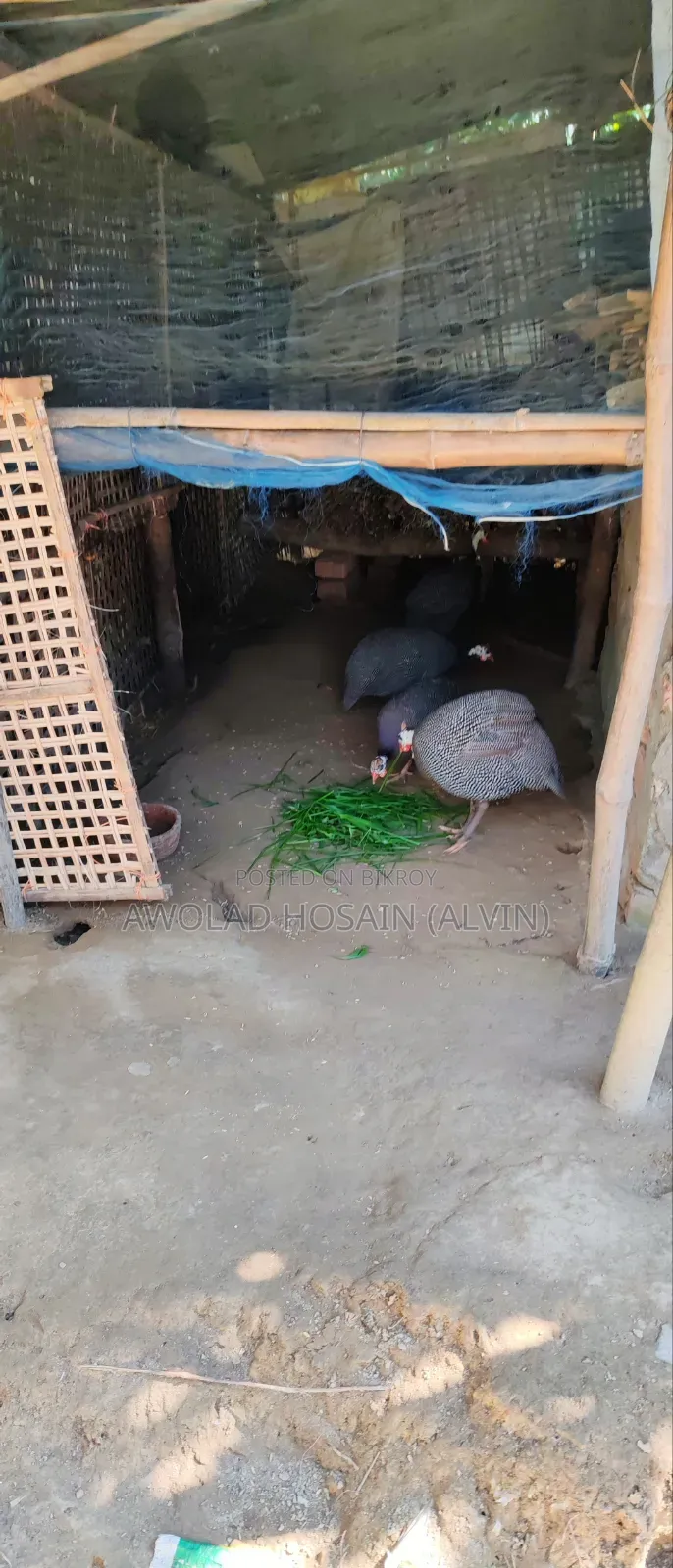 Guinea Fowl