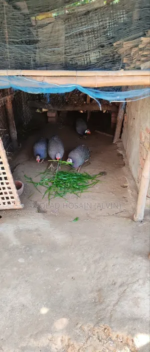 Guinea Fowl