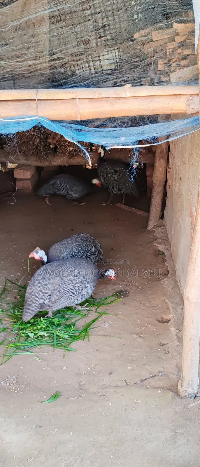 Guinea Fowl