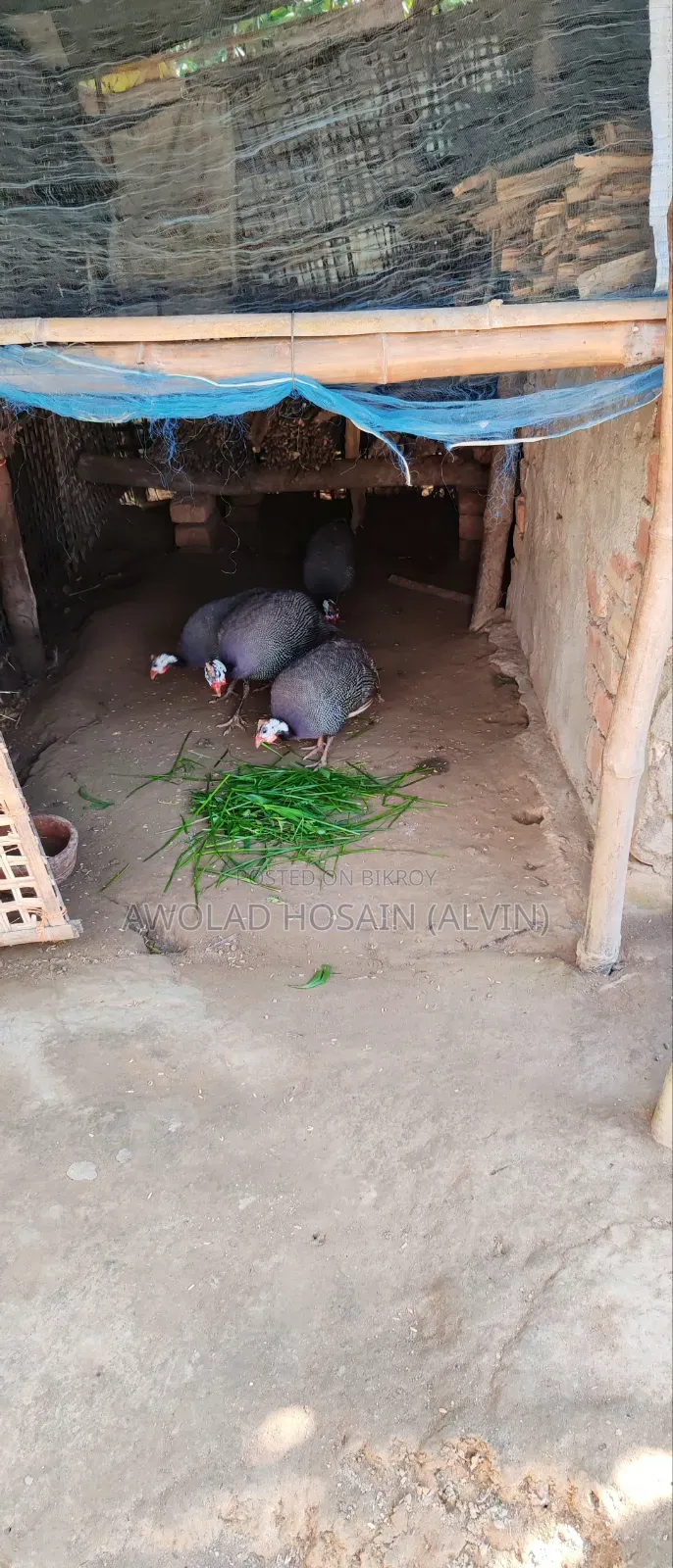 Guinea Fowl