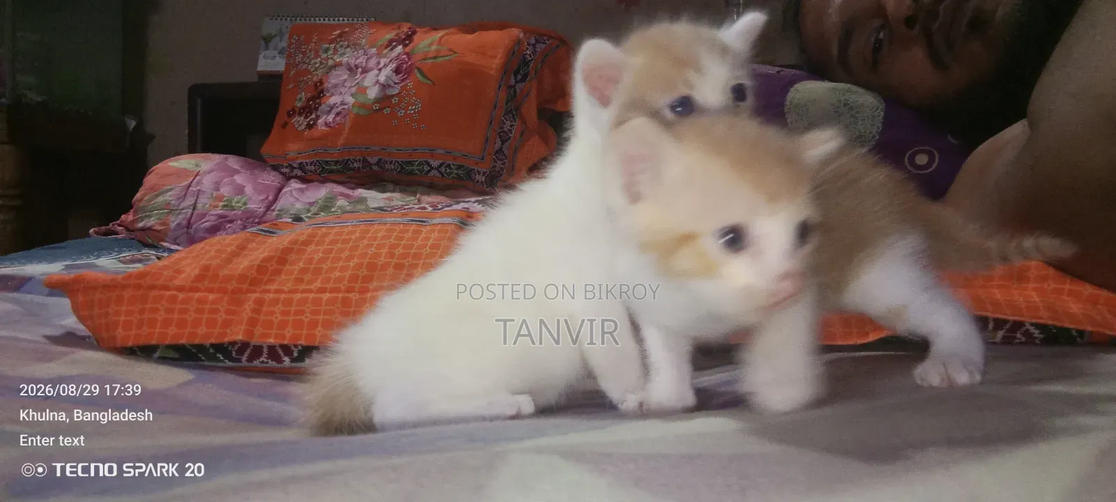 1+ Year Female Mixed Breed Persian