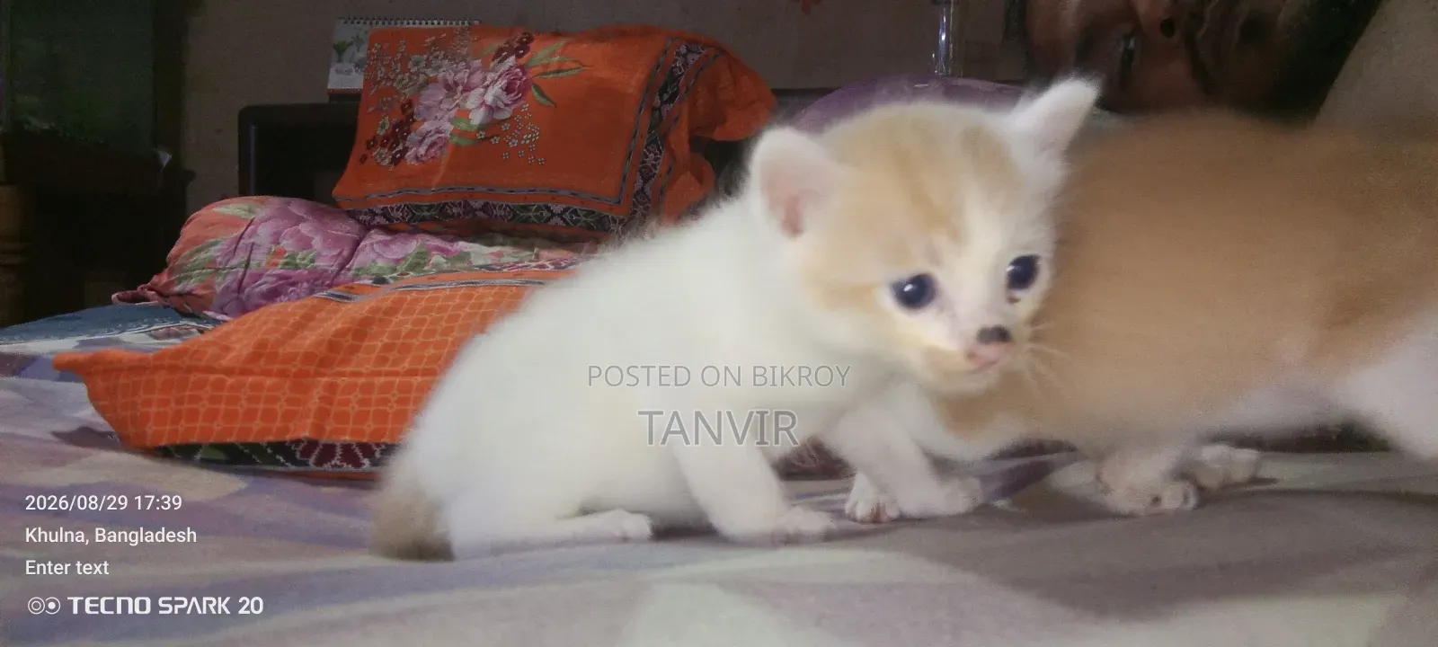 1+ Year Female Mixed Breed Persian
