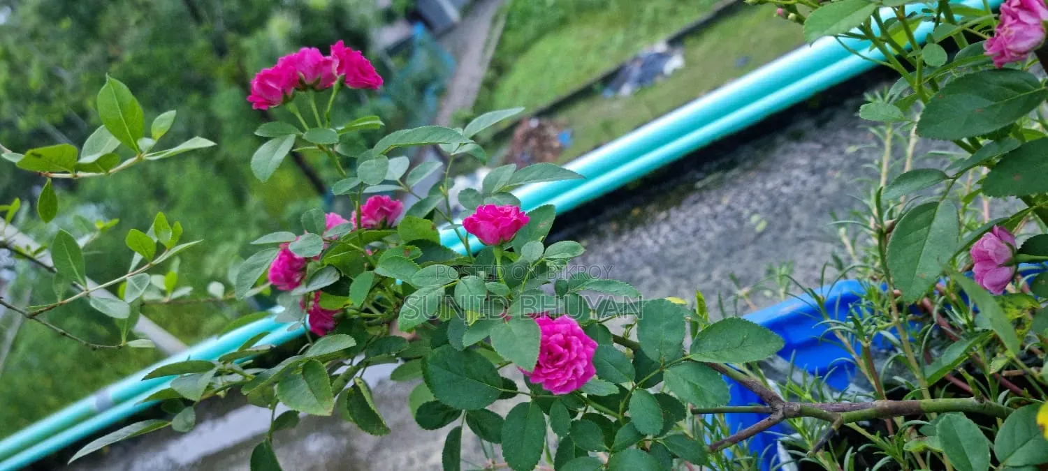 স্যামসাং গ্যালাক্সি এস২১ আল্ট্রা ৫জি ২৫৬ জিবি সিলভার