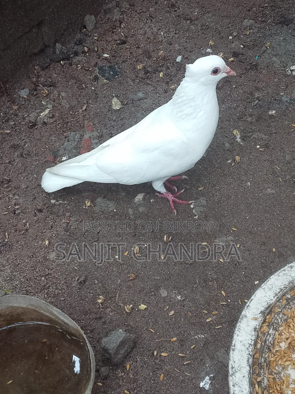 Kagji Pigeon Sale