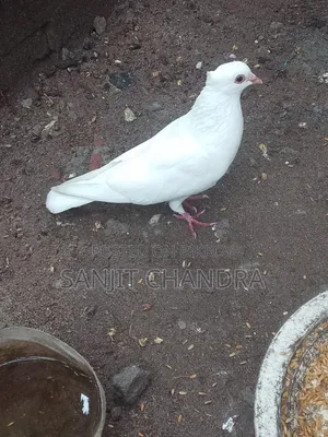 Kagji Pigeon Sale