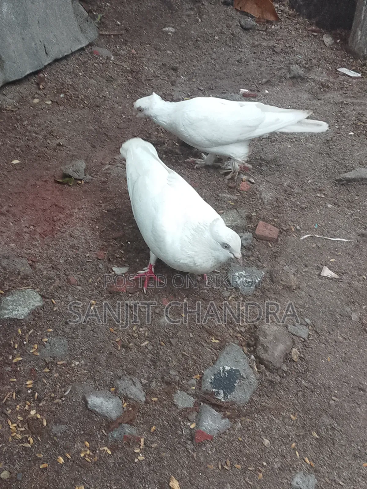 Kagji Pigeon Sale