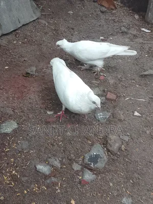 Kagji Pigeon Sale