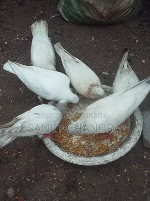 Kagji Pigeon Sale