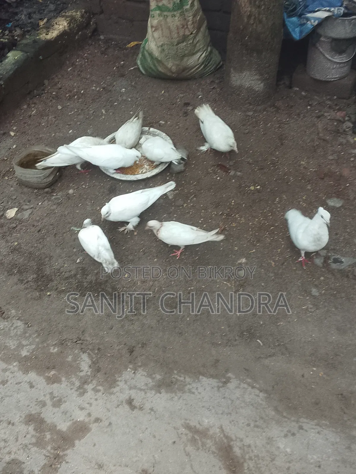 Kagji Pigeon Sale