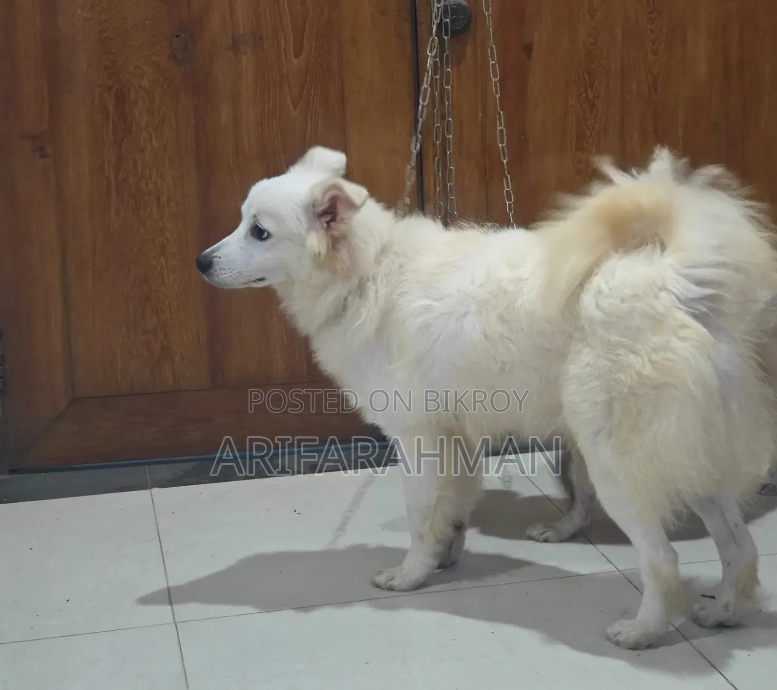 6-12 months Male Purebred Japanese Spitz