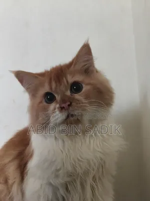 3-6 months Male Purebred Persian