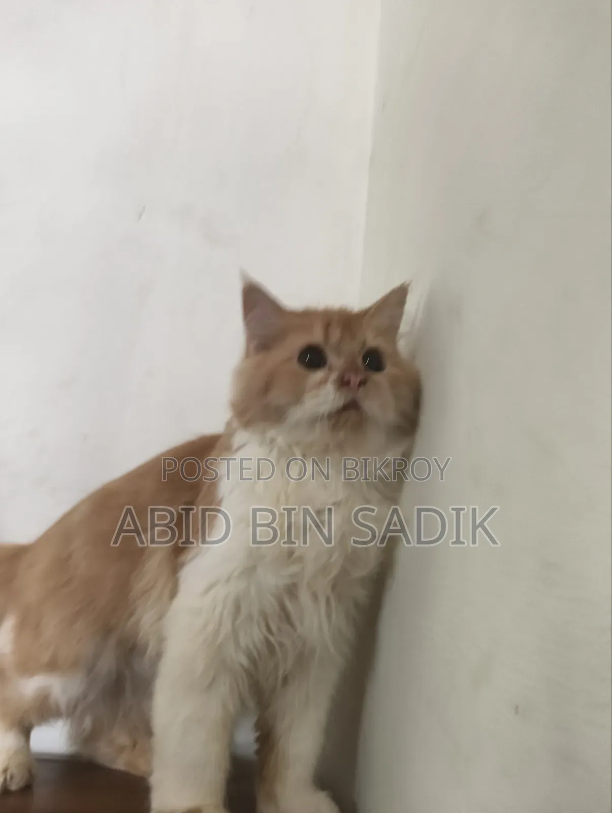 3-6 months Male Purebred Persian