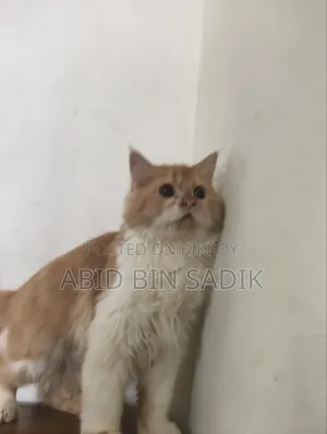 3-6 months Male Purebred Persian