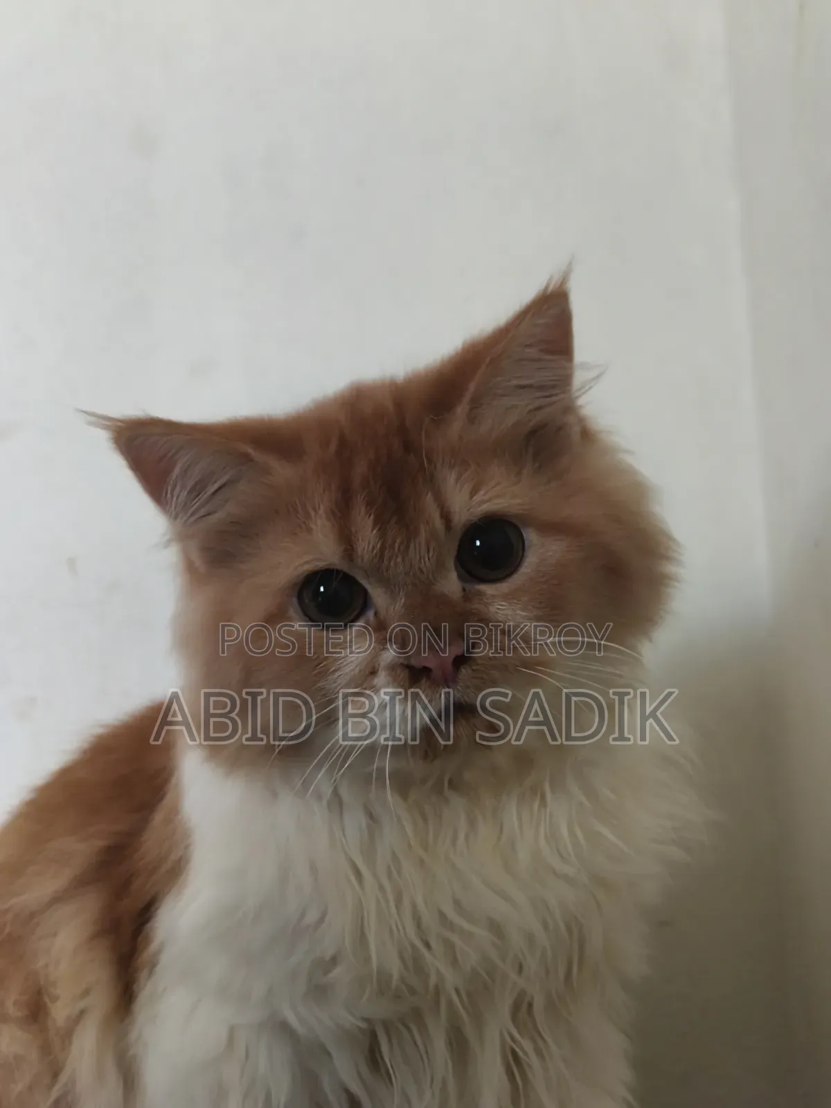 3-6 months Male Purebred Persian