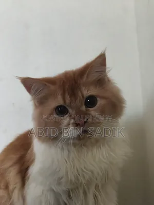 3-6 months Male Purebred Persian