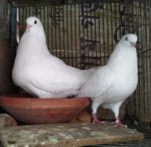 রানিং সাদা কাজ্জি কবুতর  বিক্রয় করা হবে।