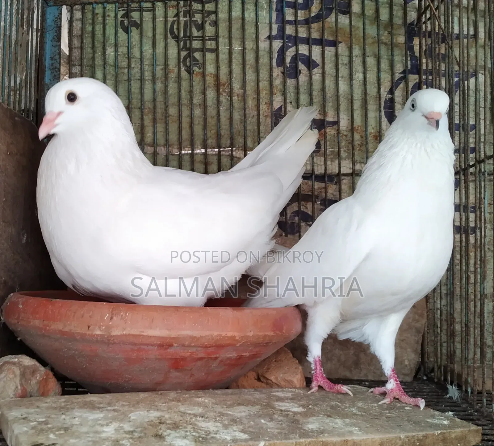 রানিং সাদা কাজ্জি কবুতর  বিক্রয় করা হবে।