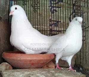 রানিং সাদা কাজ্জি কবুতর  বিক্রয় করা হবে।
