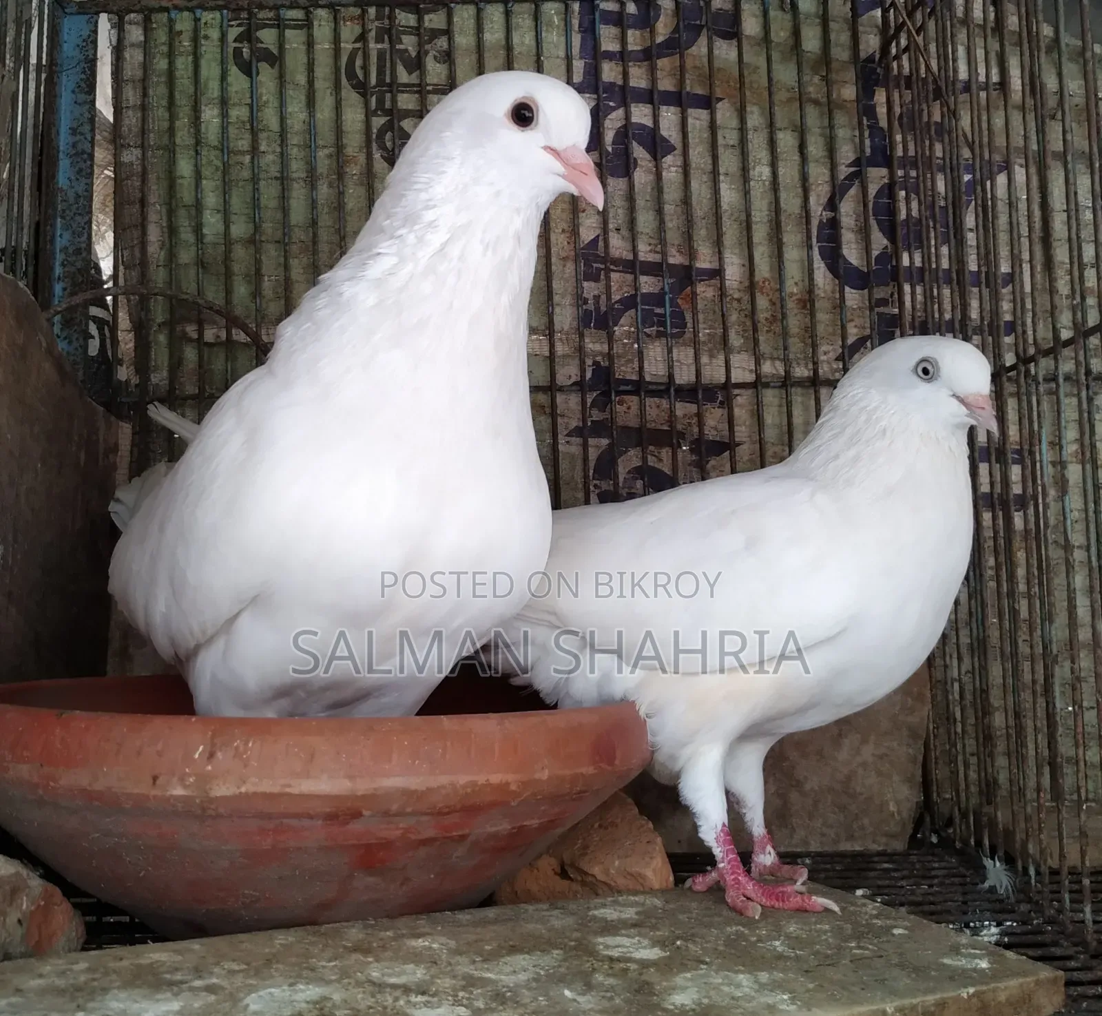 রানিং সাদা কাজ্জি কবুতর  বিক্রয় করা হবে।