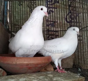 রানিং সাদা কাজ্জি কবুতর  বিক্রয় করা হবে।