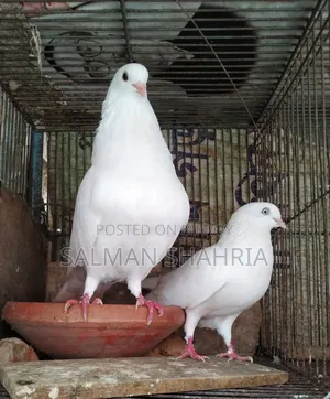 রানিং সাদা কাজ্জি কবুতর  বিক্রয় করা হবে।