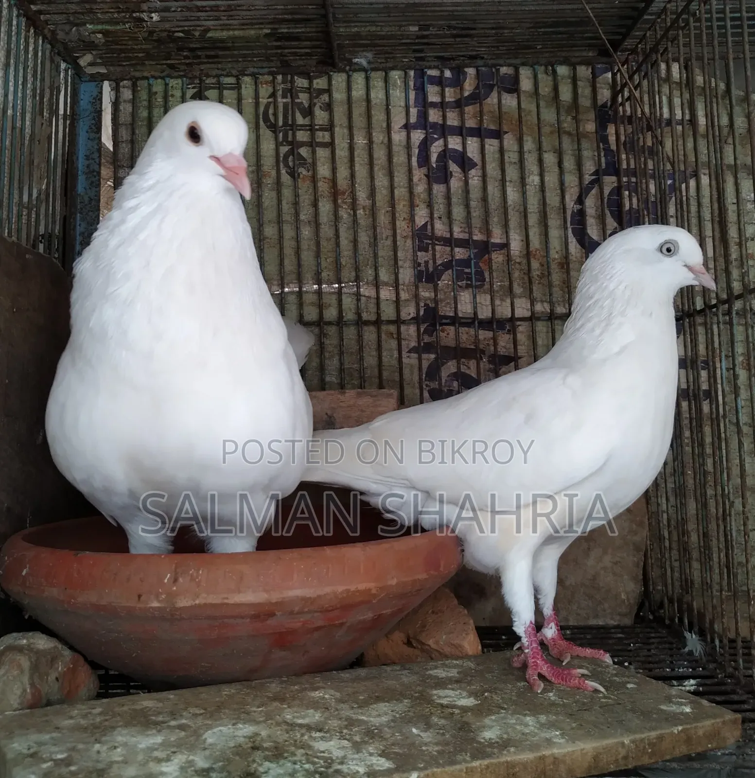 রানিং সাদা কাজ্জি কবুতর  বিক্রয় করা হবে।