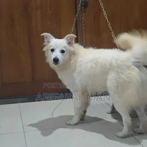 6-12 months Male Purebred Japanese Spitz