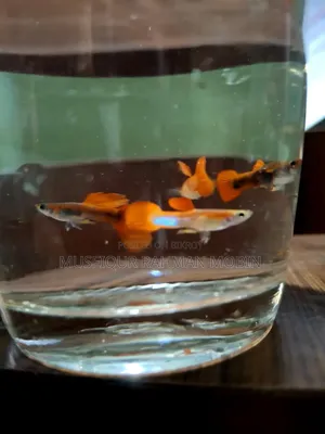 মিক্স গাপ্পি