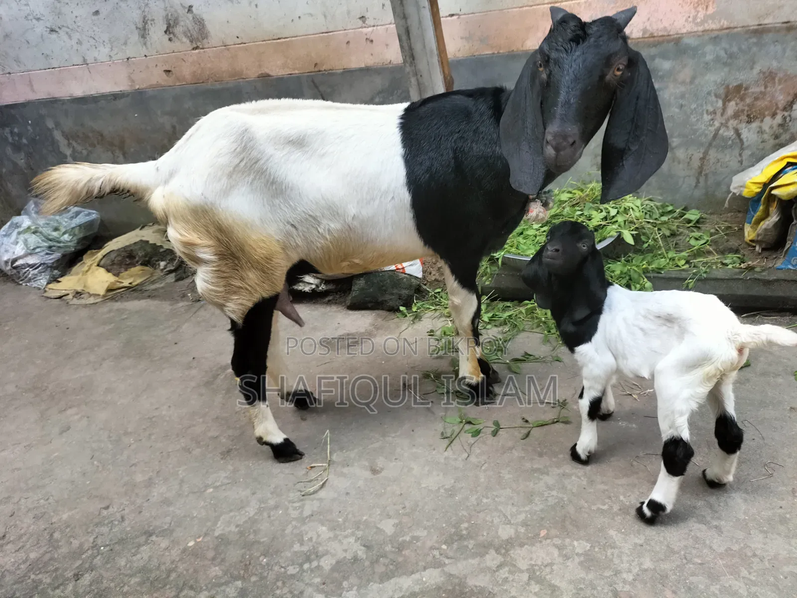 Goat with a baby for sale