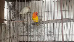 Mashallah. Love Bird. Love Bird