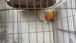 Mashallah. Love Bird. Love Bird